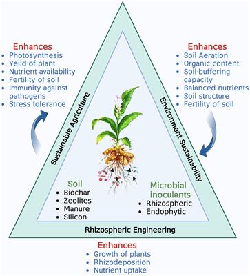 Rhizobacterial mediated interactions in Curcuma longa for plant growth and enhanced crop productivity: a systematic review